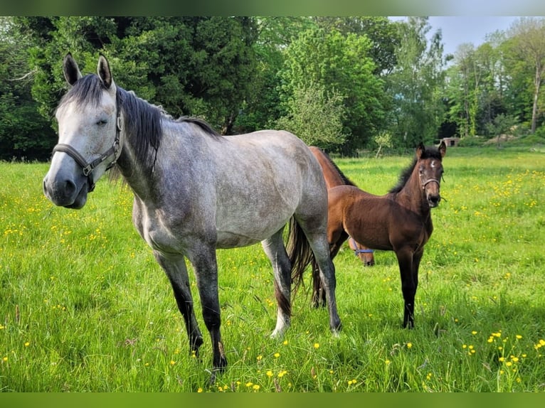 Belgian Sport Horse Mare Foal (03/2024) Can be white in Vielsalm