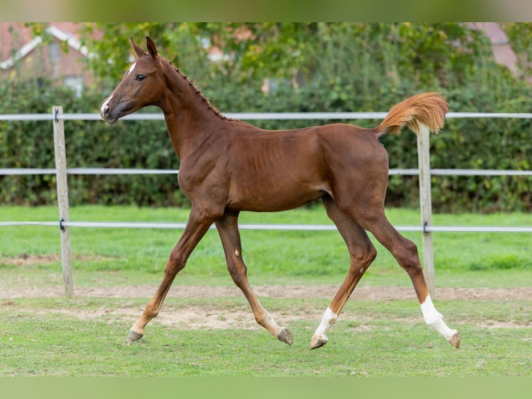 Belgian Sport Horse Mare Foal (05/2026) Chestnut-Red in Rijjkhoven
