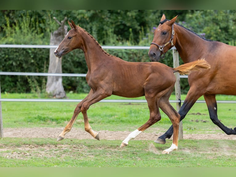 Belgian Sport Horse Mare Foal (05/2026) Chestnut-Red in Rijjkhoven