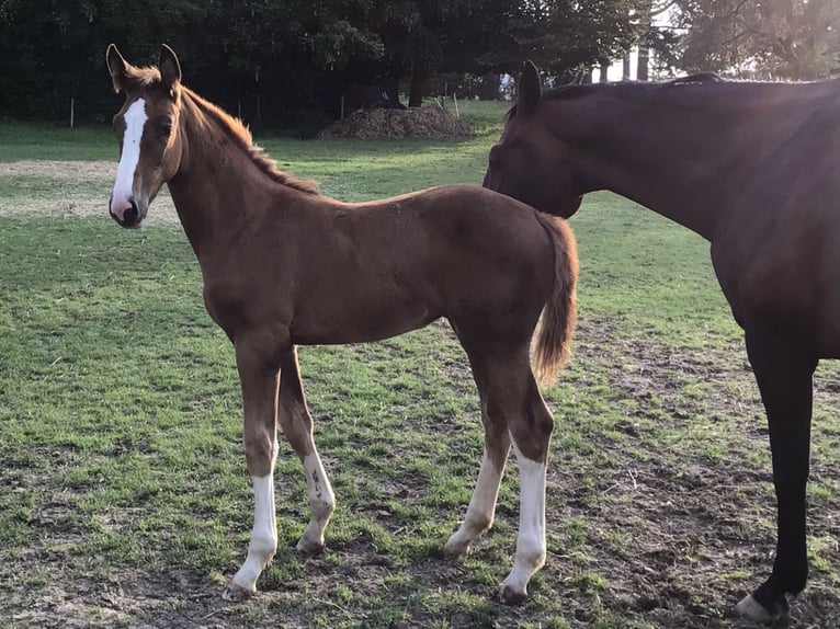 Belgian Sport Horse Mare Foal (05/2025) Chestnut in CHARNEUX/ HERVE