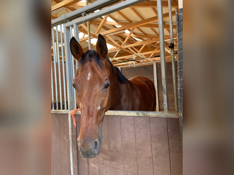 Belgian Sport Horse Stallion 12 years 17,2 hh Brown in Biberist