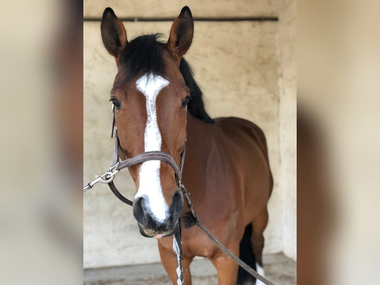 Belgian Sport Horse Stallion 16 years 16.1 hh Brown in Montpellier