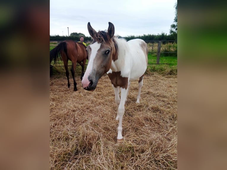 Belgian Sport Horse Stallion 1 year 15,2 hh Dun in Norrent-fontes