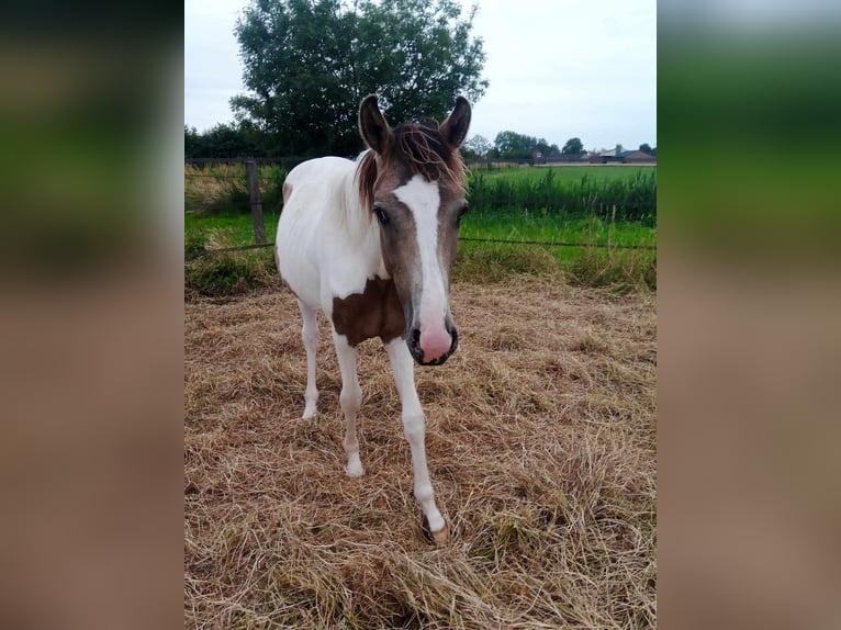 Belgian Sport Horse Stallion 1 year 15,2 hh Dun in Norrent-fontes