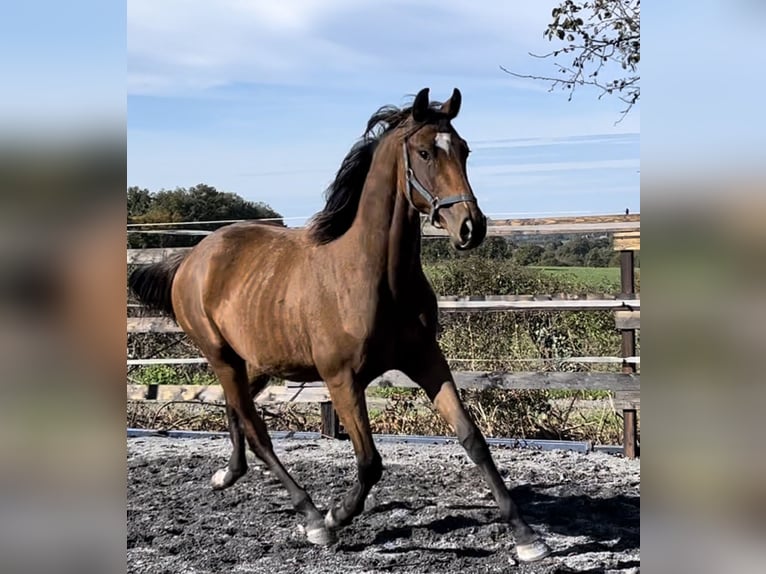 Belgian Sport Horse Stallion 1 year 16,1 hh Bay in Moulins