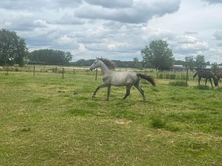 Belgian Sport Horse Stallion 1 year 16,2 hh Gray-Blue-Tan in Wetteren