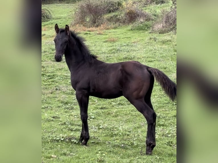 Belgian Sport Horse Stallion 1 year 17 hh Black in Moulins