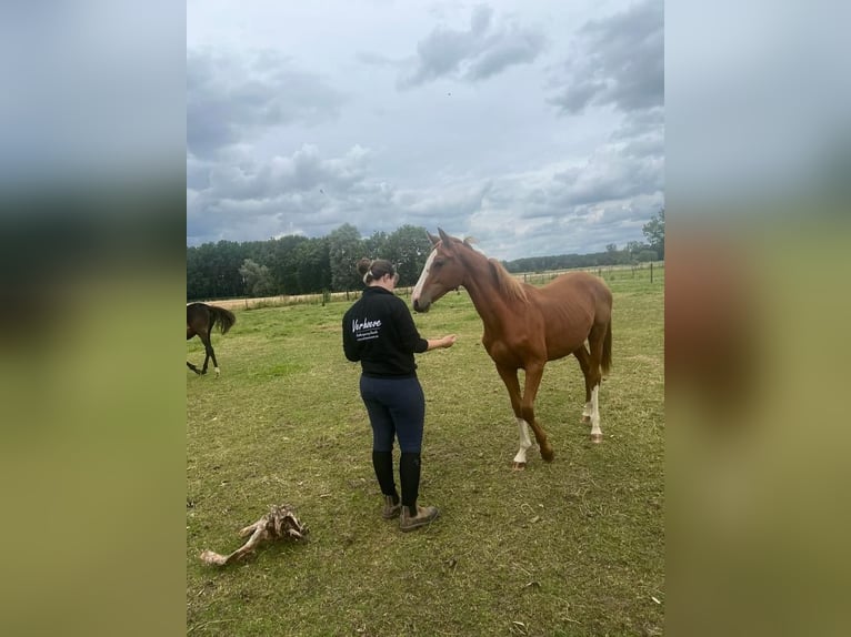 Belgian Sport Horse Stallion 1 year 17 hh Chestnut in Wetteren