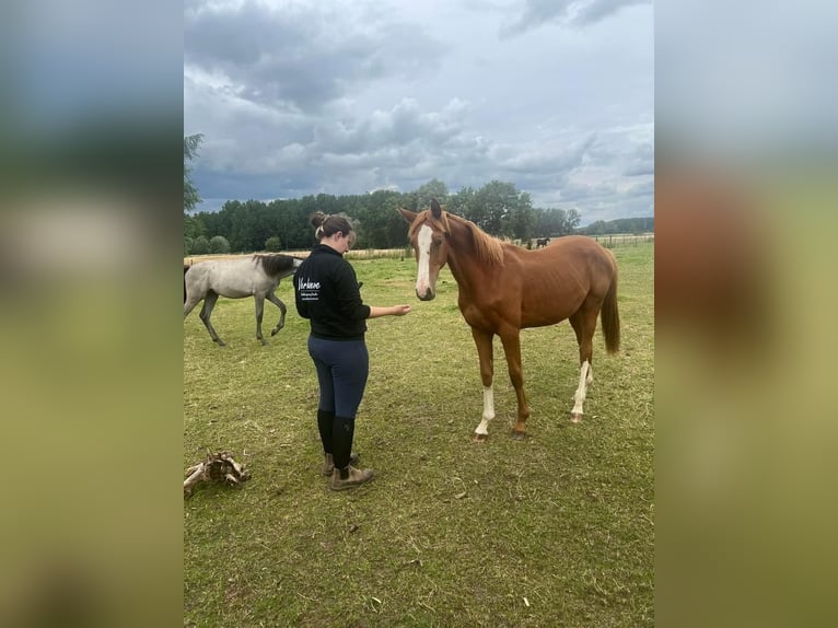 Belgian Sport Horse Stallion 1 year 17 hh Chestnut in Wetteren