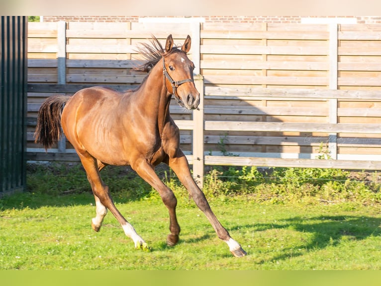 Belgian Sport Horse Stallion 1 year Bay-Dark in Geel