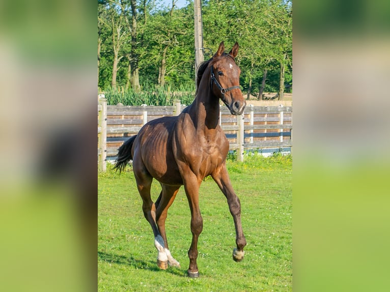 Belgian Sport Horse Stallion 1 year Bay-Dark in Geel