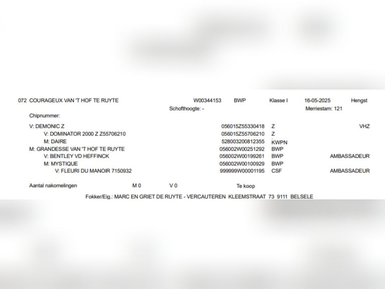 Belgian Sport Horse Stallion 1 year Chestnut-Red in Belsele