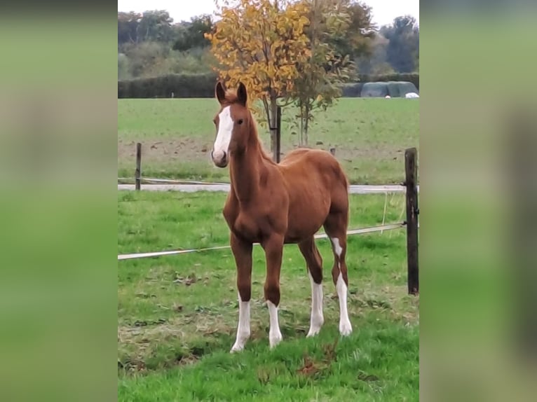 Belgian Sport Horse Stallion 1 year Chestnut-Red in Belsele