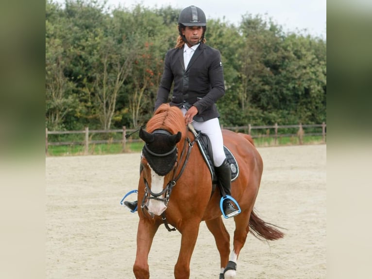 Belgian Sport Horse Stallion 26 years  in antwepen