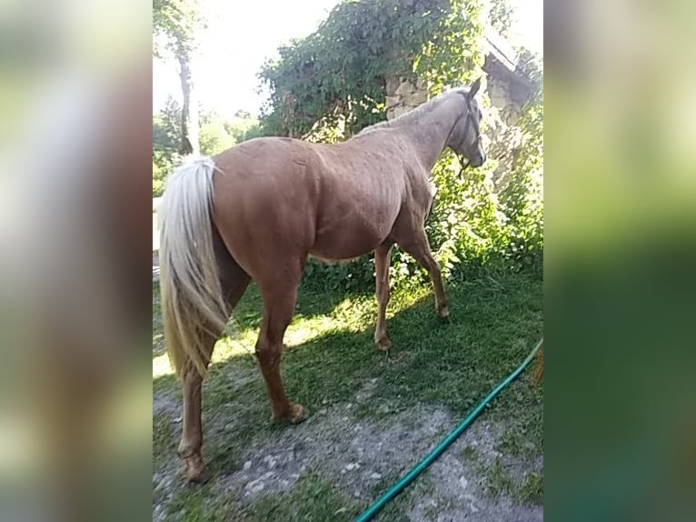 Belgian Sport Horse Mix Stallion 2 years 15,3 hh Palomino in Saint-Priest-Ligoure