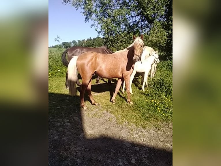 Belgian Sport Horse Mix Stallion 2 years 15,3 hh Palomino in Saint-Priest-Ligoure