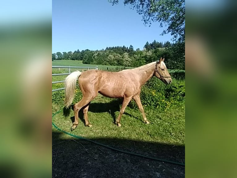Belgian Sport Horse Mix Stallion 2 years 15,3 hh Palomino in Saint-Priest-Ligoure