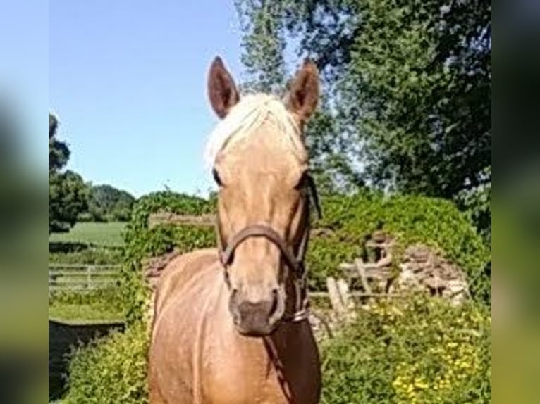 Belgian Sport Horse Mix Stallion 2 years 15,3 hh Palomino in Saint-Priest-Ligoure