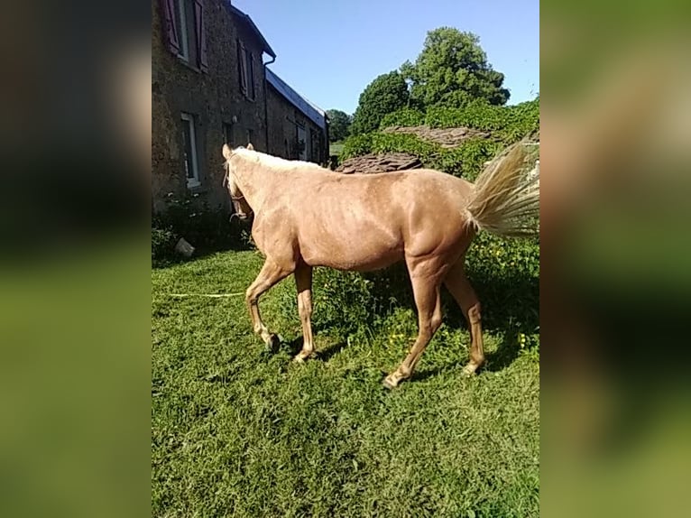 Belgian Sport Horse Mix Stallion 2 years 15,3 hh Palomino in Saint-Priest-Ligoure