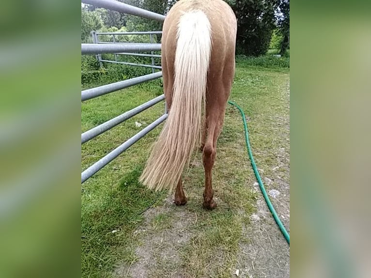 Belgian Sport Horse Mix Stallion 2 years 15,3 hh Palomino in Saint-Priest-Ligoure