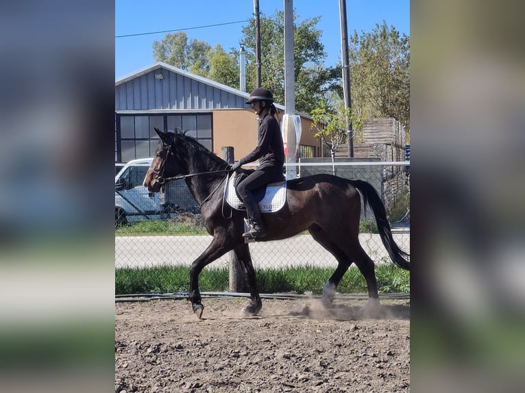 Belgian Sport Horse Stallion 3 years 16,2 hh Bay-Dark in Alsónémedi