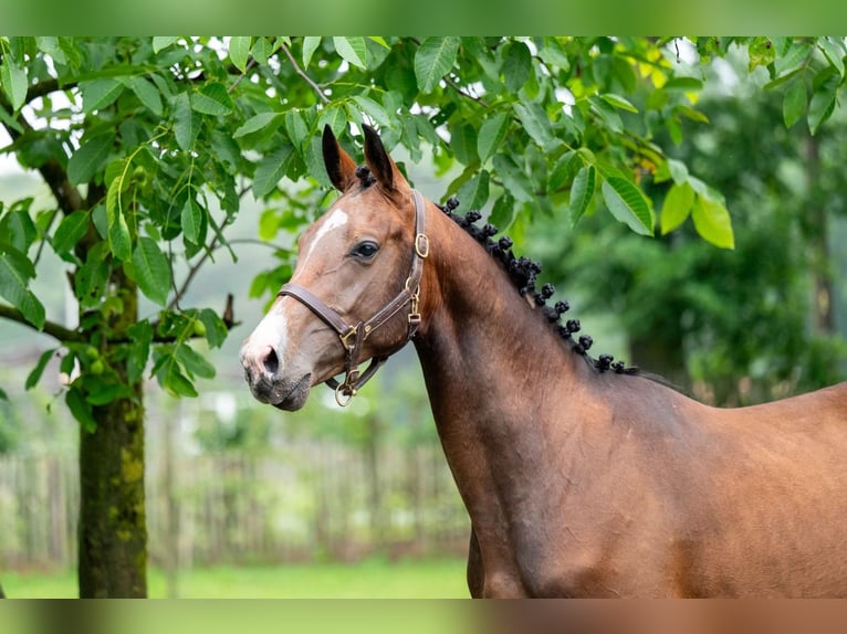 Belgian Sport Horse Stallion 4 years 15.2 hh Brown in Gijon