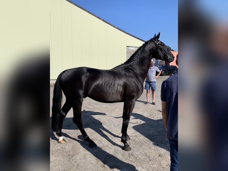 Belgian Sport Horse Stallion 4 years 16,1 hh Black in Belsele