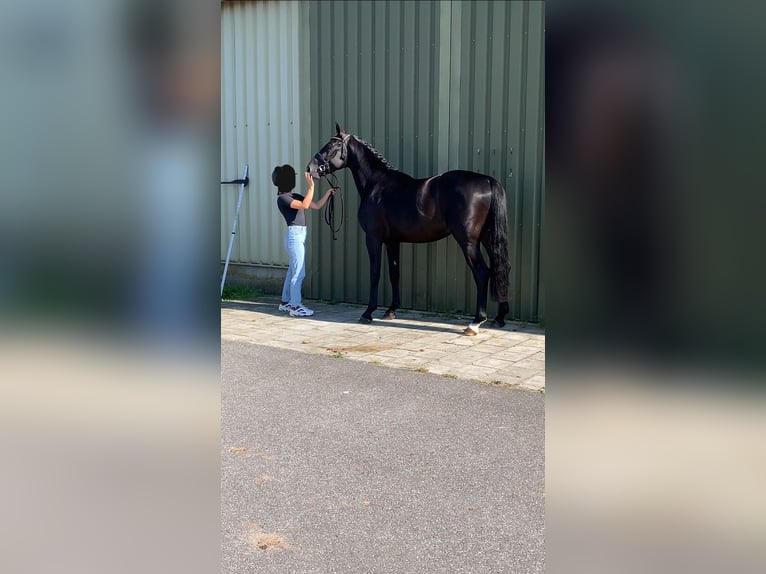 Belgian Sport Horse Stallion 4 years 16,1 hh Black in Belsele