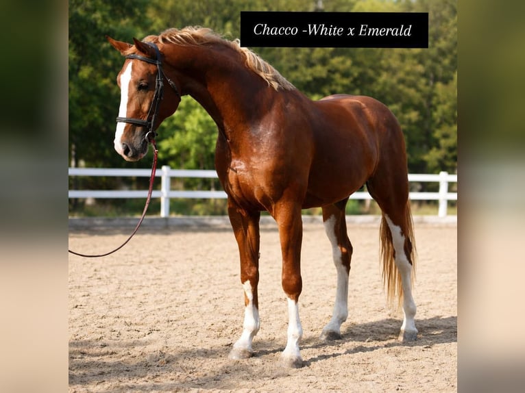 Belgian Sport Horse Stallion 4 years 16.3 hh Chestnut-Red in Szarvas