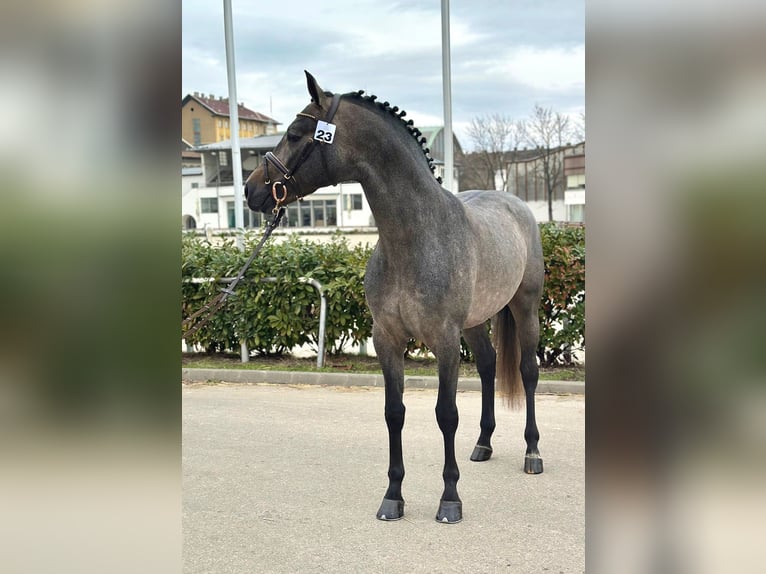 Belgian Sport Horse Stallion 4 years 16.3 hh Dun in Bekescsaba