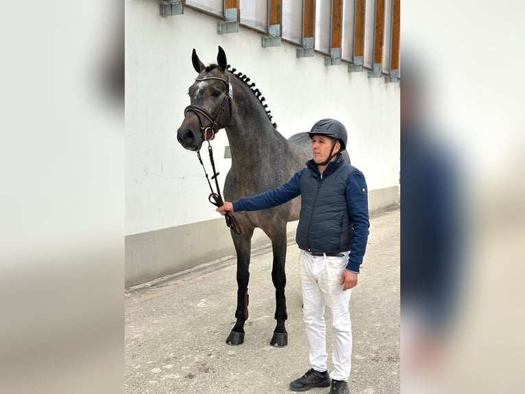 Belgian Sport Horse Stallion 4 years 16.3 hh Dun in Bekescsaba