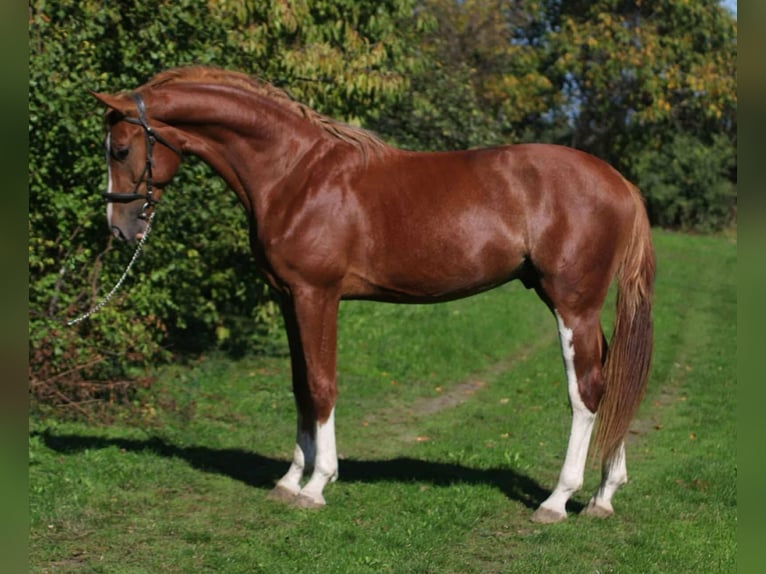 Belgian Sport Horse Stallion 4 years 16,1 hh Chestnut-Red in Szarvas