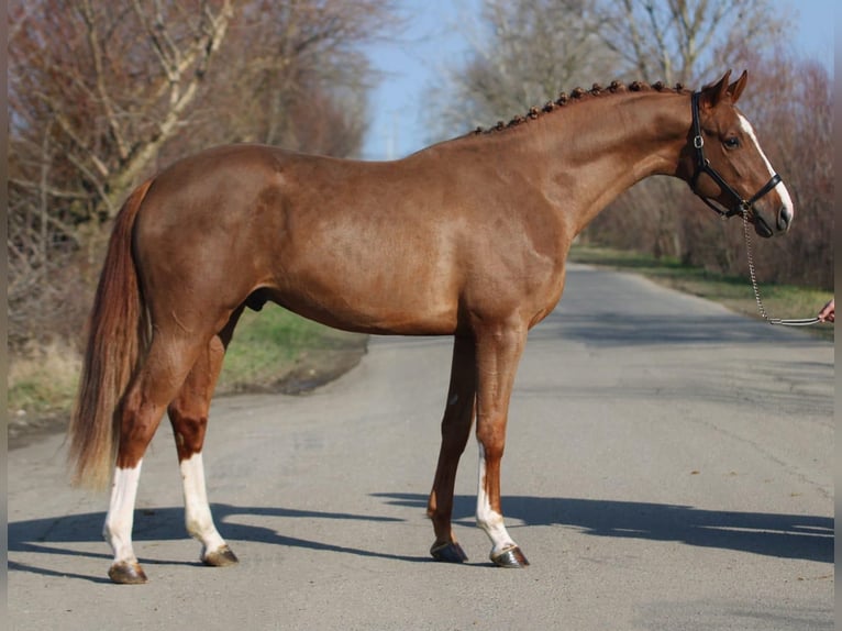 Belgian Sport Horse Stallion 4 years 16,2 hh Chestnut-Red in Hódmezővásárhely