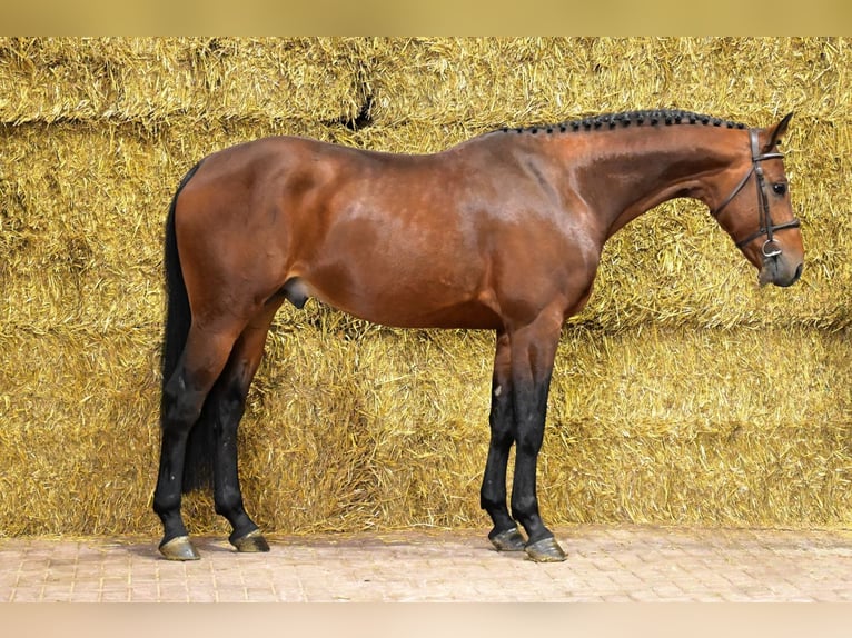 Belgian Sport Horse Stallion 5 years 16,2 hh Brown in Bladel