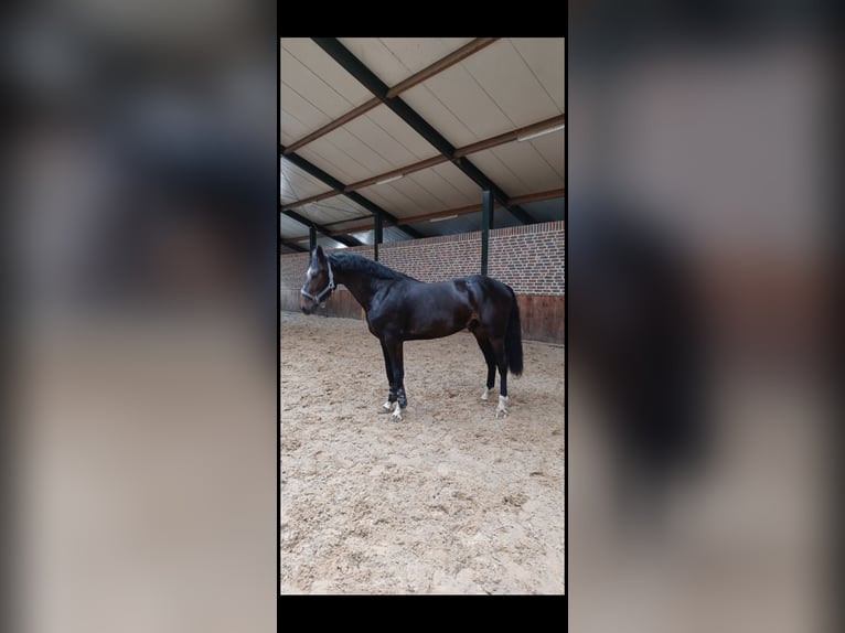 Belgian Sport Horse Stallion 5 years 17 hh Smoky-Black in Uelsen