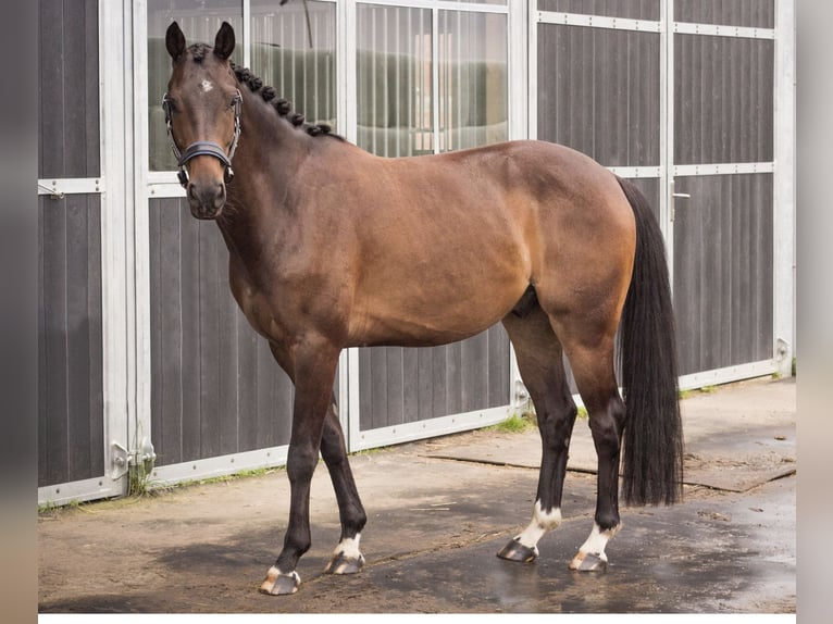 Belgian Sport Horse Stallion 6 years 15.2 hh  in Loenhout