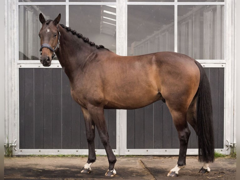 Belgian Sport Horse Stallion 6 years 15.2 hh  in Loenhout