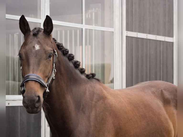 Belgian Sport Horse Stallion 6 years 15.2 hh  in Loenhout