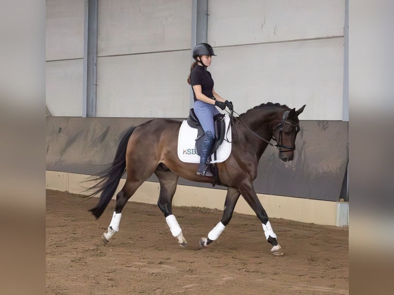 Belgian Sport Horse Stallion 6 years 15.2 hh  in Loenhout