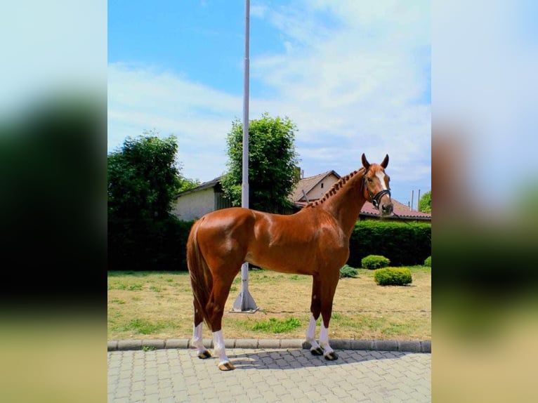 Belgian Sport Horse Stallion Chestnut-Red in Serinya