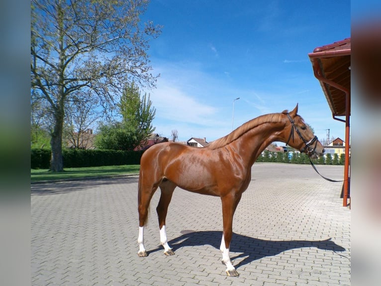 Belgian Sport Horse Stallion Chestnut-Red in Serinya