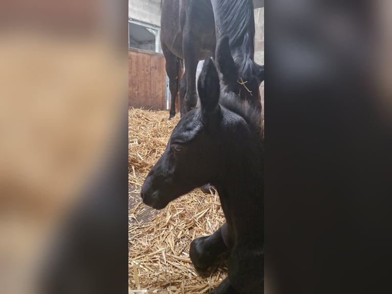 Belgian Sport Horse Stallion  16,2 hh Can be white in Sirault