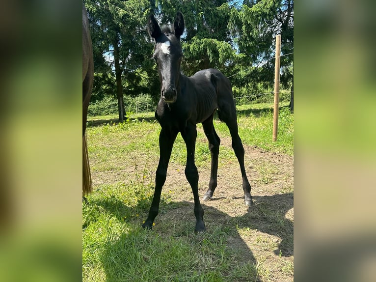 Belgian Sport Horse Stallion  16,2 hh Can be white in Sirault