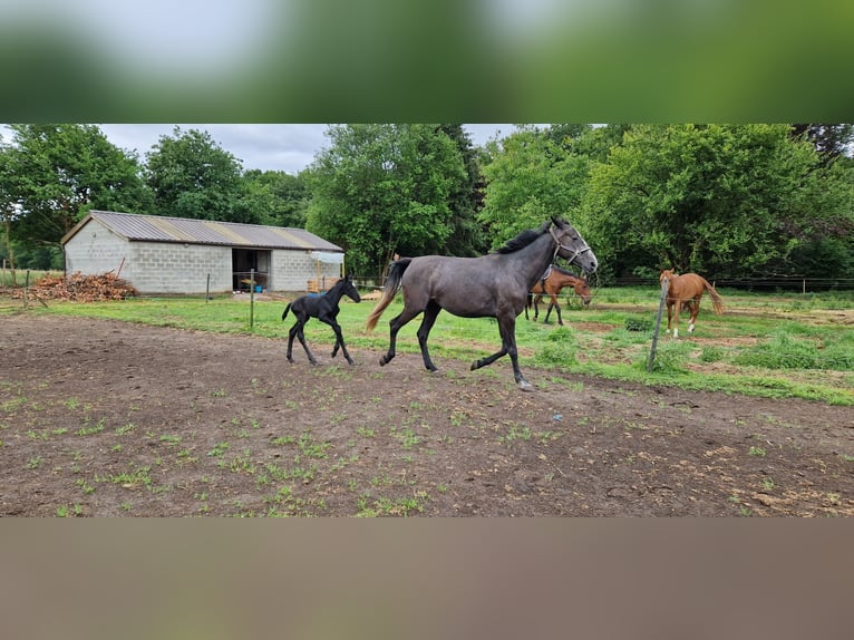 Belgian Sport Horse Stallion  16,2 hh Can be white in Sirault