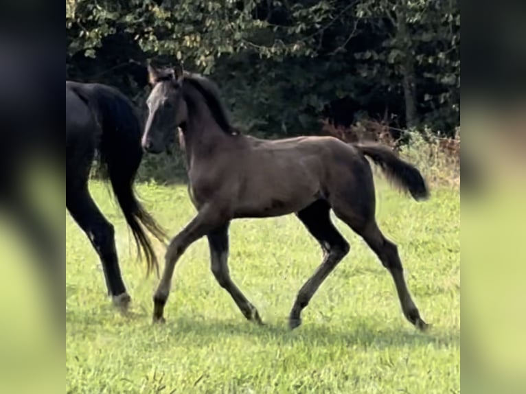 Belgian Sport Horse Stallion Foal (05/2024) 17 hh Black in Moulins