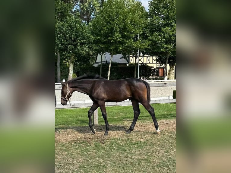 Belgian Sport Horse Stallion Foal (03/2025) Bay-Dark in Gestel Belgian Sport Horse Stallion Foal (03/2025) Bay-Dark in Gestel