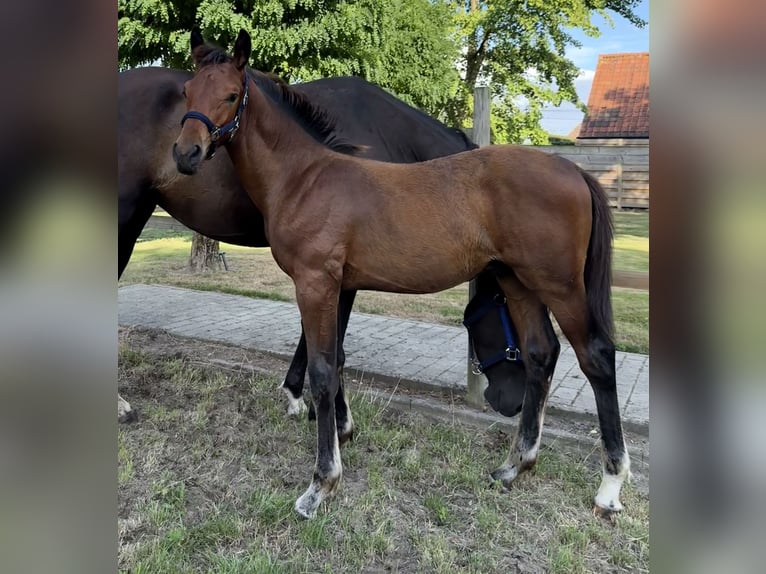 Belgian Sport Horse Stallion Foal (03/2025) Bay-Dark in Sint-Truiden