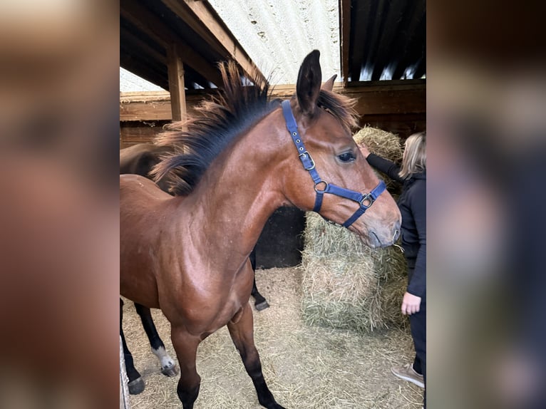 Belgian Sport Horse Stallion Foal (03/2025) Bay-Dark in Sint-Truiden