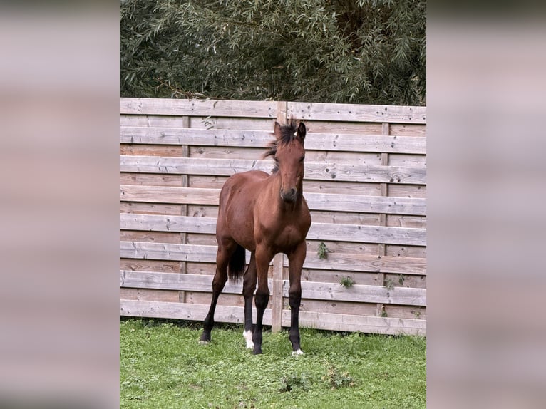Belgian Sport Horse Stallion Foal (03/2025) Bay-Dark in Sint-Truiden
