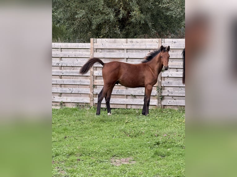 Belgian Sport Horse Stallion Foal (03/2025) Bay-Dark in Sint-Truiden